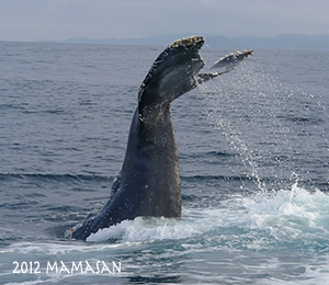 水中写真　小笠原　クジラ