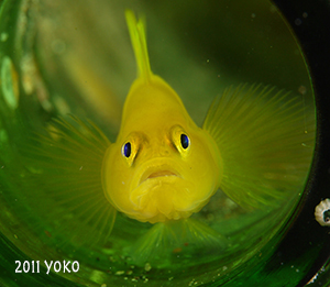 水中写真　ミジンベニハゼ